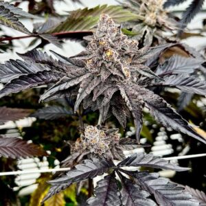 Power Weed - Weed Strain - Exotic Genetix Weed