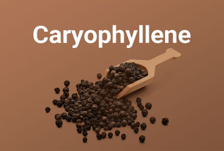 Caryophyllene - Cannabis Marijuana Weed Terpene